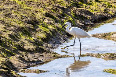 Küçük balıkçıl, Egretta Garzetta Ria Formosa Doğal Rezerv, Algarve Portekiz 'de. Bu, Ardeidae familyasından küçük bir balıkçıldır..