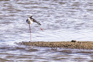 Siyah kanatlı stilt, Himantopus himantopus Ria Formosa Doğal Rezervi, Portekiz Algarve.