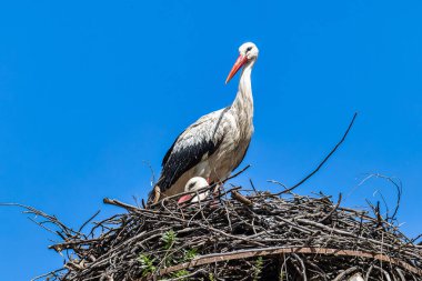 Beyaz Leylekler, Ciconia Ciconia Povoa e Meadas Barajı Castelo de Vide, Portekiz Alentejo