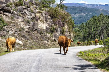 Kuzey Portekiz 'deki Nationalpark Peneda-Geres' deki Cachena ineği. Geleneksel bir Portekiz dağ sığırıdır. Et ve çekiş gücü için mükemmeldir..