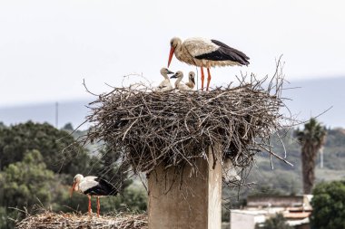 The fascinating White Storks, Ciconia ciconia at Odiaxere in the Algarve region, District Faro in Portugal. clipart