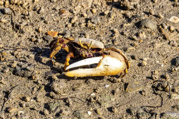 stock image Fiddler Crab, Uca pugnax or tangeri at Ria Formosa Nature Park, Algarve in Portugal.