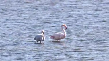 Beyaz, Pembe ve Siyah tüylü Büyük Flamingolar, Fenikopterus gülleri Ria Formosa Doğal Rezervi 'nde, Portekiz Algarve' de.
