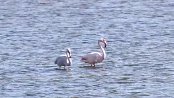 분홍색과 검은색 플라밍고 포르투갈의 알가르브 포모사 보호구역에서 플랫에서 피니콥터스 — 비디오