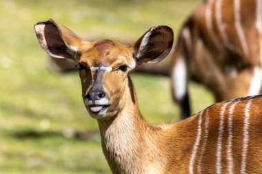 Nyala, Tragelaphus angasii Güney Afrika 'ya özgü spiral boynuzlu bir antiloptur. Bovidae familyasından ve Nyala familyasından, Tragelaphus familyasından bir türdür..