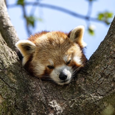 Kırmızı panda, Ailurus fulgens, daha küçük panda ve kırmızı kedi ayı olarak da bilinir..