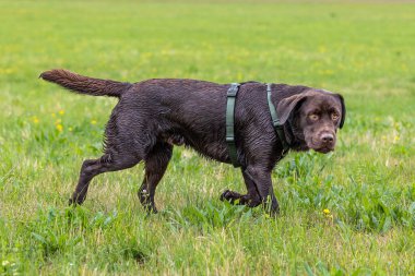 Labrador Retriever, Canis lupus familiaris çim tarlasında. Sağlıklı çikolata rengi labrador retriever Almanya 'da Donauwoerth, Bavyera' da eğleniyor.