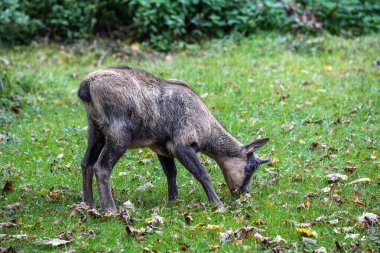 Apennine Chamois, Rupicapra pyrenaica ornata, İtalya 'daki Abruzzo-Lazio-Molise Ulusal Parkı ve İspanya' daki Pireneler 'de yaşamaktadır.