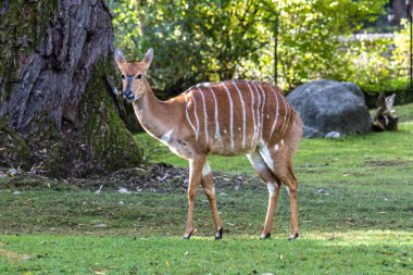 The nyala, Tragelaphus angasii is a spiral-horned antelope native to Southern Africa. It is a species of the family Bovidae and genus Nyala, also considered to be in the genus Tragelaphus. clipart