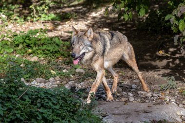 Kurt, gri kurt ya da kereste kurdu olarak da bilinen, Avrasya ve Kuzey Amerika 'nın vahşi ve uzak bölgelerinde yaşayan bir köpek türüdür..