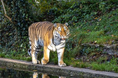 Sibirya kaplanı, Panthera tigris altaica dünyanın en büyük kedisidir.