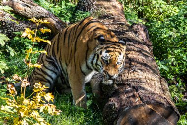 Sibirya kaplanı, Panthera tigris altaica dünyanın en büyük kedisidir.