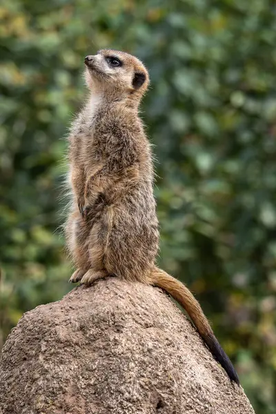 Meerkat, Suricata suricatta bir taşın üzerinde oturuyor ve uzaklığa bakıyor..