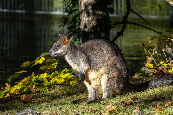 stock image Swamp Wallaby, Wallabia bicolor, is one of the smaller kangaroos. This wallaby is also commonly known as the black wallaby