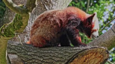 Aslan, Panthera leo, Panthera cinsindeki dört büyük kediden biridir ve Felidae familyasının bir üyesidir..