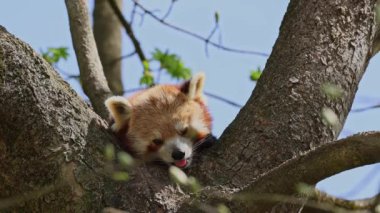 Aslan, Panthera leo, Panthera cinsindeki dört büyük kediden biridir ve Felidae familyasının bir üyesidir..