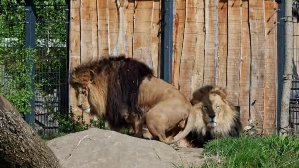 Leul Panthera Leo Este Una Dintre Cele Patru Pisici Mari — Videoclip de stoc