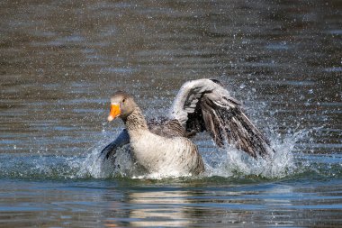 Grilag kaz kanatlarını suya açıyor. Anser anser, Anatidae familyasından Anatidae familyasından bir kuş türü..