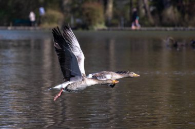The greylag goose, Anser anser is a species of large goose in the waterfowl family Anatidae and the type species of the genus Anser. Here flying in the air. clipart