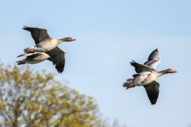 Anser anser, Anatidae familyasından Anatidae familyasından bir kaz türü. Burada havada uçuyor..