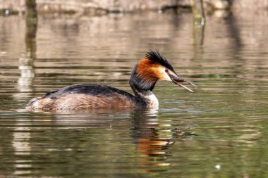 Great Crested Grebe, Podiceps kristali bir balık yakaladı. Güzel turuncu renkli bir kuş, kırmızı gözlü bir su kuşu. Eski Dünya 'da bulunan en büyük aile üyesidir..