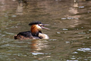 Great Crested Grebe, Podiceps kristali bir balık yakaladı. Güzel turuncu renkli bir kuş, kırmızı gözlü bir su kuşu. Eski Dünya 'da bulunan en büyük aile üyesidir..