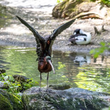 The Glossy ibis, Plegadis falcinellus is a wading bird in the ibis family Threskiornithidae. clipart