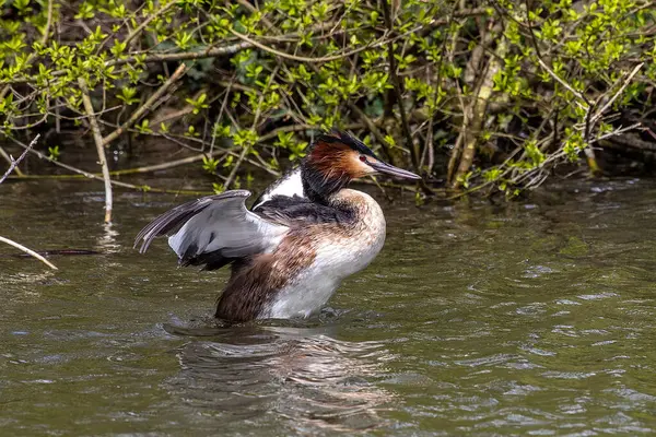 Great Crested Grebe, Podiceps kristali turuncu güzel renklerle, kırmızı gözlü bir su kuşu. Eski Dünya 'da bulunan en büyük aile üyesidir..