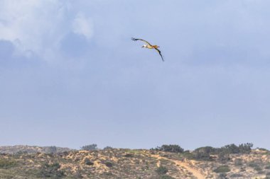 White stork flying over a cliff along the coastline of Odeceixe, Algarve in Portugal. clipart