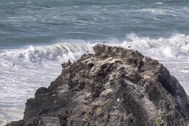 Yuvalarındaki beyaz leylekler, Portekiz 'in Algarve eyaletinin Ohexe sahilindeki bir uçurumda..