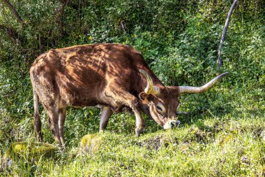 Kuzey Portekiz 'deki Nationalpark Peneda-Geres' deki Cachena ineği. Geleneksel bir Portekiz dağ sığırıdır. Et ve çekiş gücü için mükemmeldir..