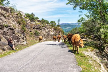 The Cachena cow in Nationalpark Peneda-Geres in North Portugal. It is a traditional Portuguese mountain cattle breed excellent for its meat and traction power. clipart