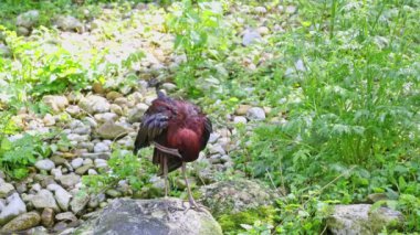 Parlak aynak, Plegadis falcinellus, Threskiornithidae familyasından bir kuş türü..