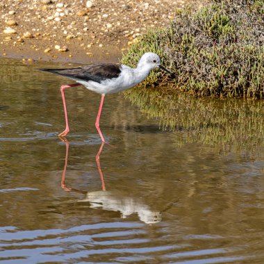 Siyah kanatlı stilt, Himantopus himantopus Ria Formosa Doğal Rezervi, Portekiz Algarve.