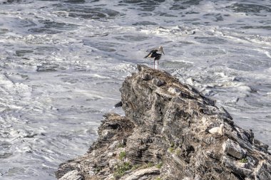 Yuvalarındaki beyaz leylekler, Portekiz 'in Algarve eyaletinin Ohexe sahilindeki bir uçurumda..