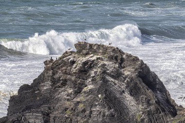 Yuvalarındaki beyaz leylekler, Portekiz 'in Algarve eyaletinin Ohexe sahilindeki bir uçurumda..