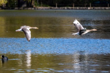Anser anser, Anatidae familyasından Anatidae familyasından bir kaz türü. Burada havada uçuyor..