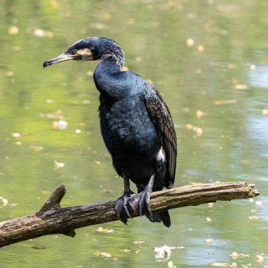 Kuzey yarımküre boyunca büyük siyah karabatak olarak bilinen büyük karabatak, Avustralya 'daki siyah karabatak ve Yeni Zelanda' nın daha güneyindeki siyah karabatak