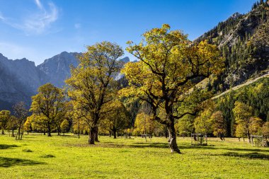 Ahornboden 'daki akçaağaç ağaçlarının sonbahar manzarası, Karwendel dağları, Tyrol, Avusturya