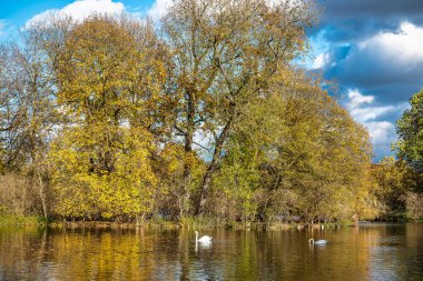 Münih 'in ünlü dinlenme yeri Englischer Garten' da altın sonbahar manzarası. Düşmüş yaprakları ve altın güneş ışığı olan İngiliz bahçesi. Munchen, Bavyera, Almanya