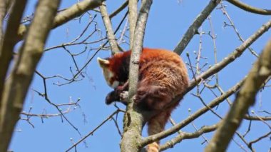 Kırmızı panda, Ailurus fulgens, daha küçük panda ve ağaçta oturan kırmızı kedi ayı olarak da bilinir..