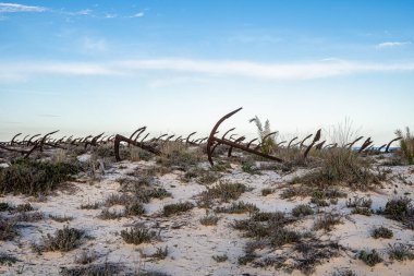 Portekiz, Algarve, Tavira 'daki Praia do Barril plajındaki Anchor Mezarlığı' nın sahilindeki paslı eski çapalar.