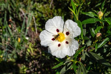 Cistus ladanifer, Rockrose çiçekleri veya Portekiz, Vilarinha 'daki Vale Fuzeiros Arkeoloji Pisti' nde Labdanum. Kistaceae familyasının yabani çiçekleri..