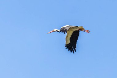 White stork flying over Ria Formosa at Quinta do Lago, Algarve in Portugal. clipart
