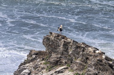 Yuvalarındaki beyaz leylekler, Portekiz 'in Algarve eyaletinin Ohexe sahilindeki bir uçurumda..