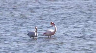 Beyaz, Pembe ve Siyah tüylü Büyük Flamingolar, Fenikopterus gülleri Ria Formosa Doğal Rezervi 'nde, Portekiz Algarve' de.