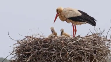 Büyüleyici Beyaz Leylekler, Portekiz 'in Algarve bölgesindeki Odiaxere' de Ciconia ciconia..