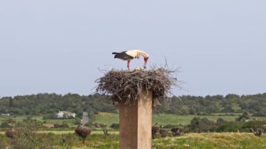 Büyüleyici Beyaz Leylekler, Portekiz 'in Algarve bölgesindeki Odiaxere' de Ciconia ciconia..