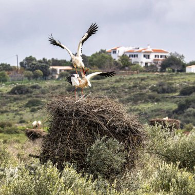 Büyüleyici Beyaz Leylekler, Portekiz 'in Algarve bölgesindeki Odiaxere' de yuvada çiftleşen Ciconia ciconia..
