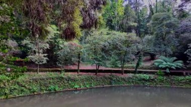Büyük Göl, Büyük lago eski Bussaco Ulusal Ormanı 'nda, Luso' da, Aveiro Portekiz 'de, Avrupa' da